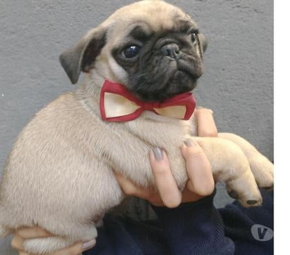 Animais Estimação à Venda Lapa Sao Paulo SP Sao Paulo SP - Fotos para Filhotes de pug machos e fêmeas