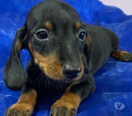Animais estimação à venda Lapa Sao Paulo SP Sao Paulo SP - Fotos para Filhotes de dachshund teckel bassezinho salsichinha