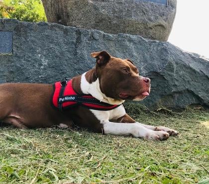 Adoção Animais de Estimação Itaquera Sao Paulo SP - Fotos para Doação de pitbull