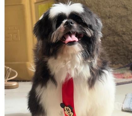 Animais Estimação à Venda - Fotos para Vende filhote de shitszu