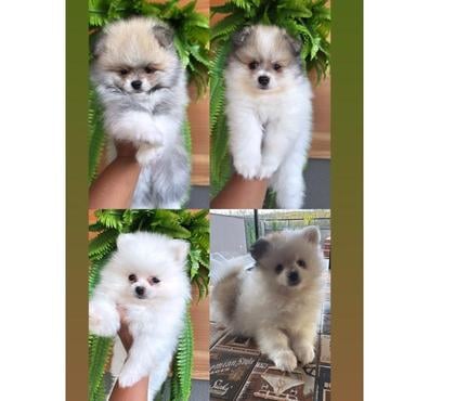 Animais Estimação à Venda - Fotos para Bebês lindos Spitz alemão