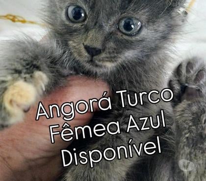 Animais estimação à venda - Fotos para Angorá Turco Filhotes pronta entrega.