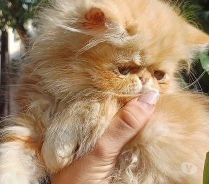 Animais Estimação à Venda Porto Alegre Sul Porto Alegre RS - Fotos para Persa filhotes muito lindos