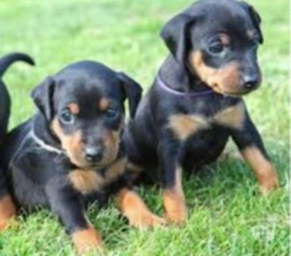 Animais Estimação à Venda São Mateus Sao Paulo SP - images_alt_text Filhote de Pincher