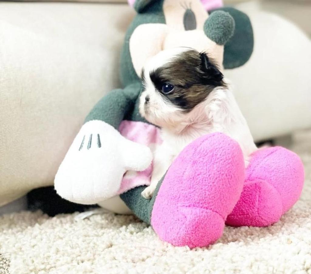 Animais Estimação à Venda Belo Horizonte MG Pampulha - Fotos para Lindos filhotes de mini shih tzu em promocao