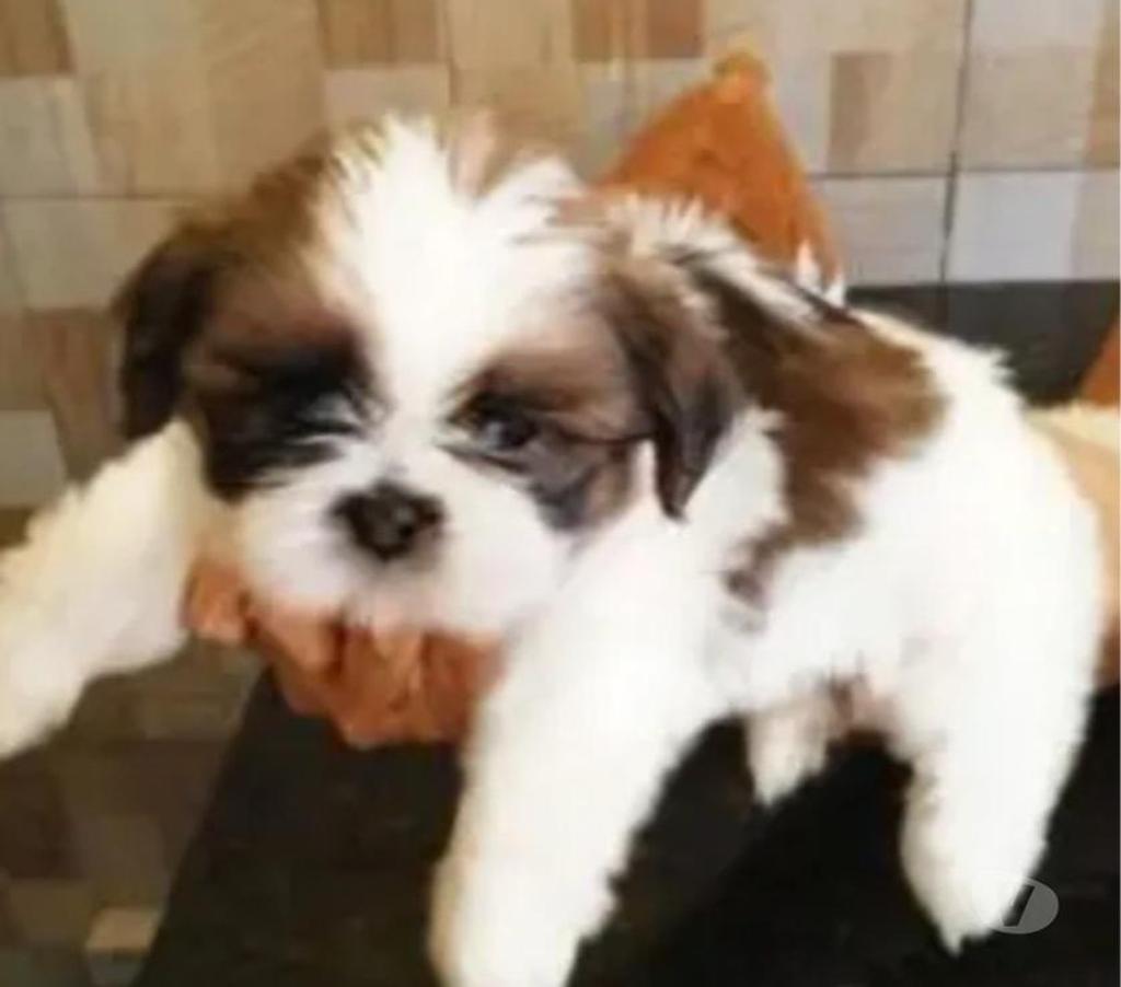 Animais Estimação à Venda Belo Horizonte MG Pampulha - Fotos para Lindos filhotes de mini shih tzu em promocao