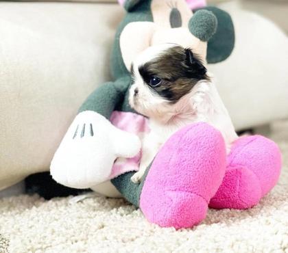 Animais Estimação à Venda Pampulha Belo Horizonte MG - Fotos para Lindos filhotes de mini shih tzu em promocao