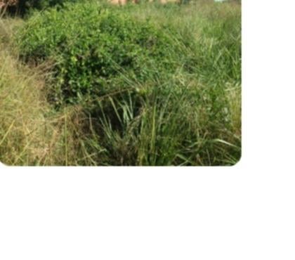 Terrenos - Fotos para Vendo Terreno Bairro Ipiranga Nova Iguaçu