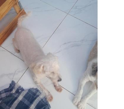 Adoção Animais de Estimação - Fotos para Estou doando um cachorro da raça poodle