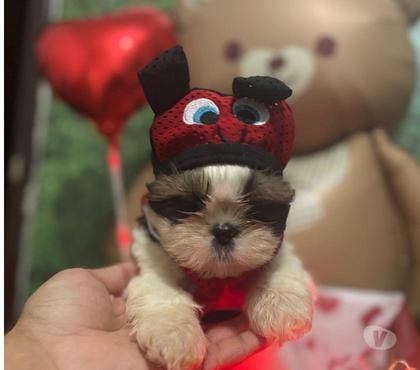 Animais estimação à venda - Fotos para Lindo Shih-tzu Macho dia dos namorados