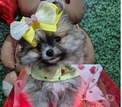 Animais Estimação à Venda - Fotos para Micro Lulu da pomerania presente dia dos namorados