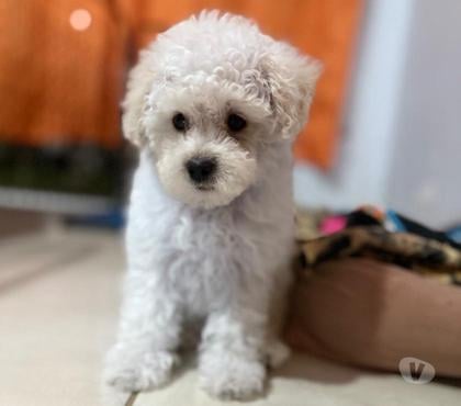 Animais Estimação à Venda - Fotos para Poodle micro toy