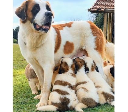 Animais estimação à venda - Fotos para Filhotes de São Bernardo