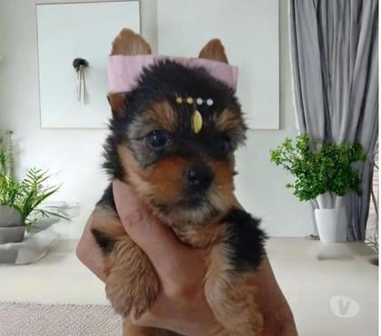 Animais Estimação à Venda Centro-Sul Belo Horizonte MG - Fotos para Yorkshire Mini Filhotes Selecionados