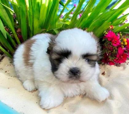 Animais Estimação à Venda Centro-Sul Belo Horizonte MG - Fotos para Shihtzu Mini Filhotes Premium