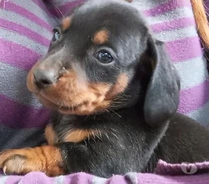 Animais Estimação à Venda Centro-Sul Belo Horizonte MG - Fotos para Basset Mini Filhotes Dachshund Teckel