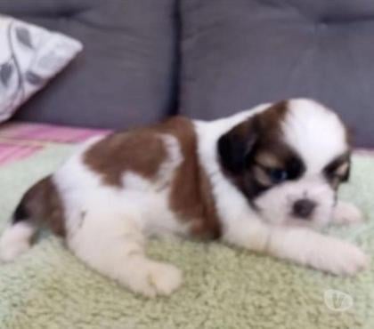 Animais Estimação à Venda Centro-Sul Belo Horizonte MG - Fotos para Lhasa Apso Filhotes Padrão Exposição.