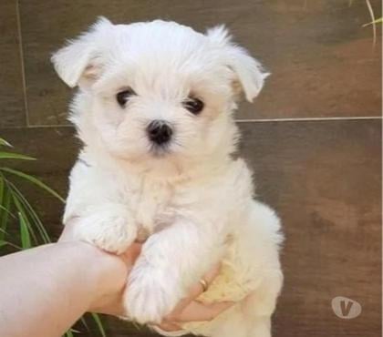 Animais Estimação à Venda Centro-Sul Belo Horizonte MG - Fotos para Maltês Mini Filhotes Padrão Baby Face.