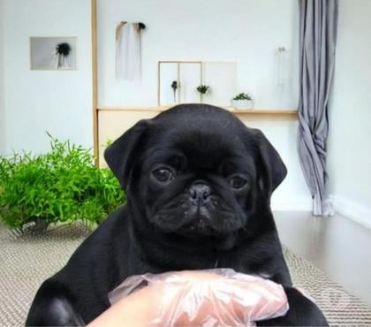 Animais Estimação à Venda Centro-Sul Belo Horizonte MG - Fotos para Pug Filhote Preta Maravilhosa
