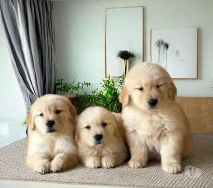 Animais Estimação à Venda Centro-Sul Belo Horizonte MG - Fotos para Golden Retriever Filhotes Fantásticos