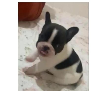 Animais Estimação à Venda Centro-Sul Belo Horizonte MG - Fotos para Bulldog Francês Filhotes Selecionados
