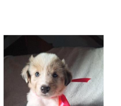 Animais Estimação à Venda - Fotos para Lindos Filhotes Border collie com pedigree