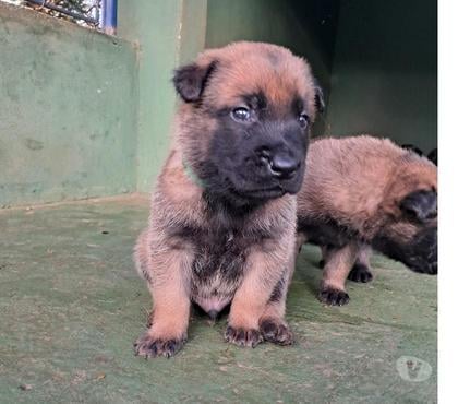 Animais Estimação à Venda - Fotos para Filhote de Pastor Malinois