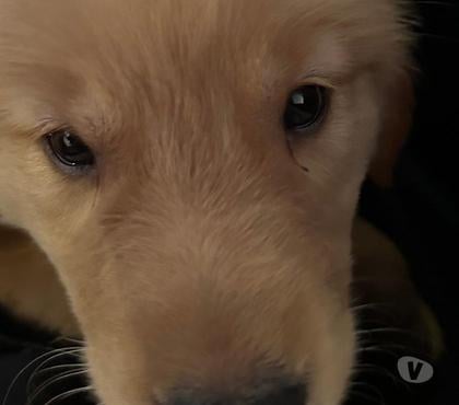 Animais Estimação à Venda - images_alt_text GOLDEN RETRIEVER