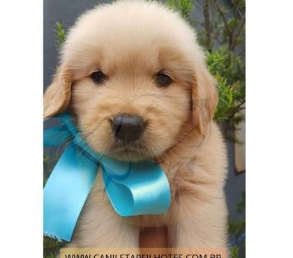 Animais Estimação à Venda Barra da Tijuca Rio de Janeiro RJ - Fotos para Filhote de Golden Retriever com Controle de Displasia