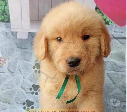 Animais Estimação à Venda - Fotos para Lindos filhotes de Golden Retriever com Pedigree