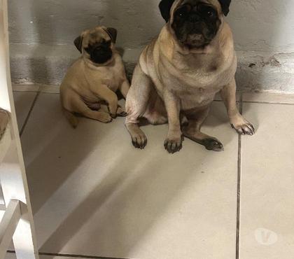 Animais Estimação à Venda Porto Alegre Sul Porto Alegre RS - Fotos para Filhotinho de pug