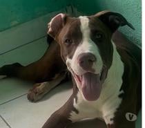 Pitbull - MACHO 8 meses