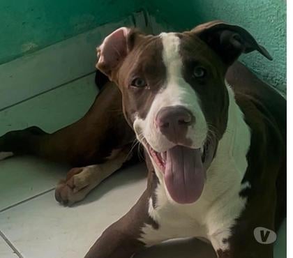 Animais Estimação à Venda - Fotos para Pitbull - MACHO 8 meses