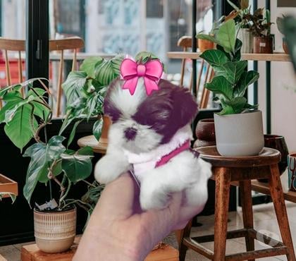 Animais Estimação à Venda Centro-Sul Belo Horizonte MG - Fotos para Filhotes shih-tzu mini com super brindes