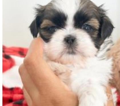 Animais Estimação à Venda Pampulha Belo Horizonte MG - Fotos para Filhotes miniaturas de lhasa apso legítimos