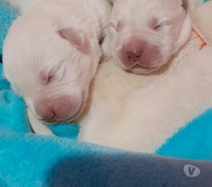 Animais Estimação à Venda - Fotos para Filhotes de Labrador retriver