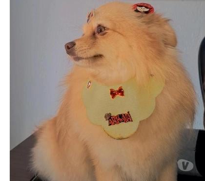 Animais Estimação à Venda - Fotos para Vendo filhotes de Spitz ( Anão ) particular