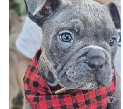 Animais estimação à venda Butantã Sao Paulo SP - Fotos para American Bully Micro