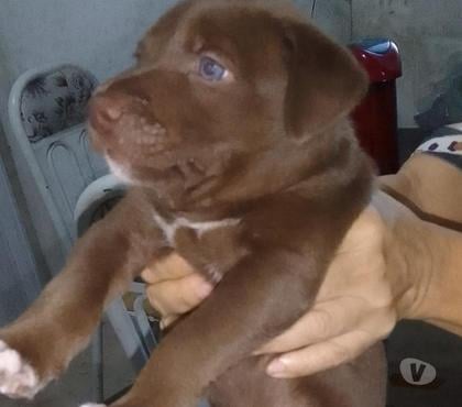 Adoção Animais de Estimação - Fotos para Adoção pet macho