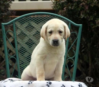 Animais Estimação à Venda - Fotos para Labrador femea a pronta entrega