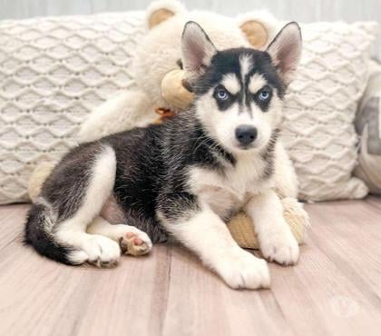 Animais estimação à venda - Fotos para Husky siberiana linda menina