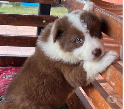 Animais Estimação à Venda - Fotos para Border collie machos e femeas