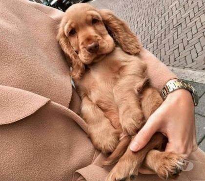 Animais Estimação à Venda - Fotos para cocker americano macho