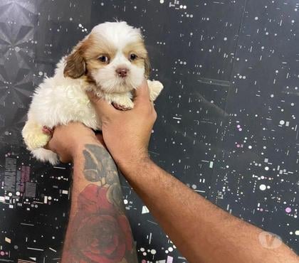 Animais Estimação à Venda - Fotos para shih tzu macho lindo chocolate com branco