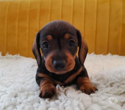 Animais Estimação à Venda - Fotos para teckel machos e femeas