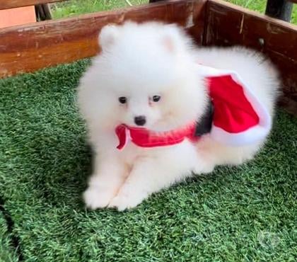 Animais Estimação à Venda - Fotos para Spitz alemao disponiveis 08 07