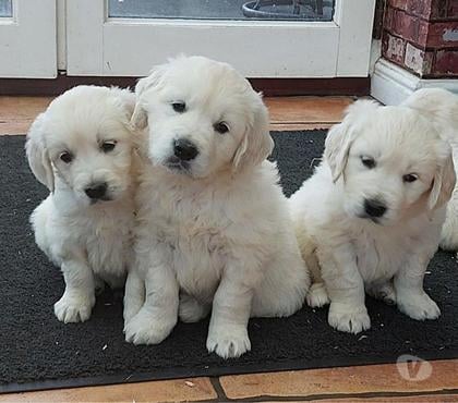 Animais Estimação à Venda - Fotos para golden retriever