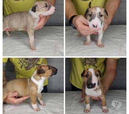 Animais Estimação à Venda Porto Alegre Norte Porto Alegre RS - Fotos para Filhotes de Bullterrier