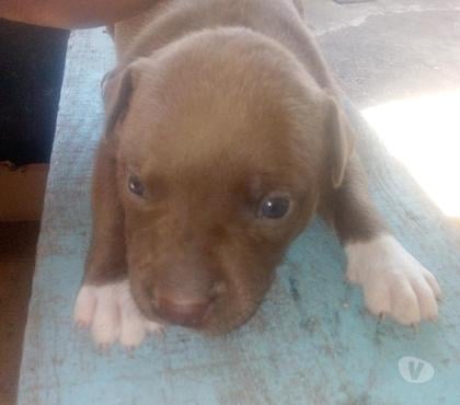 Animais Estimação à Venda Brás Sao Paulo SP - images_alt_text Filhote de Pitbull Macho