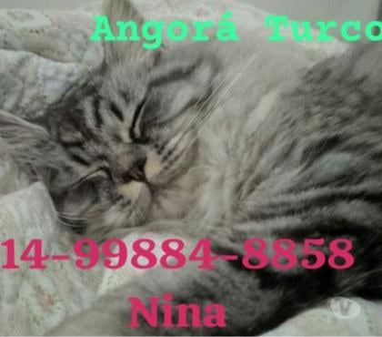 Animais Estimação à Venda - Fotos para Angorá Turco filhote